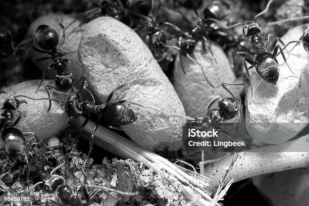 Ants Foto de stock y más banco de imágenes de Aire libre - Aire libre, Animal, Atestado