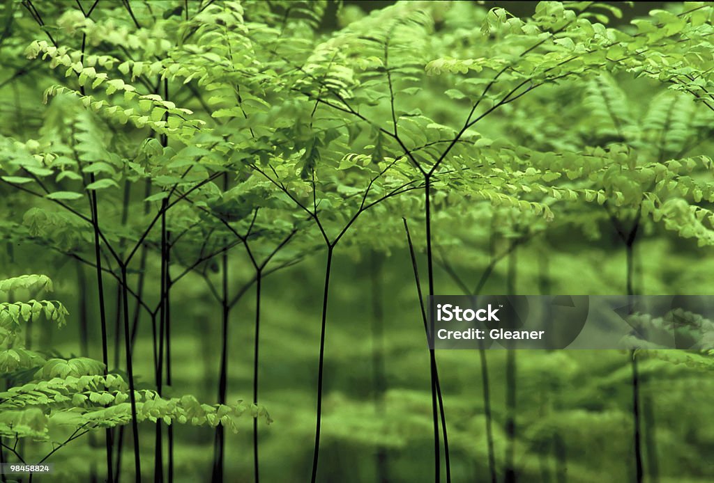 Maidenhair Fern - Zbiór zdjęć royalty-free (Bez ludzi)