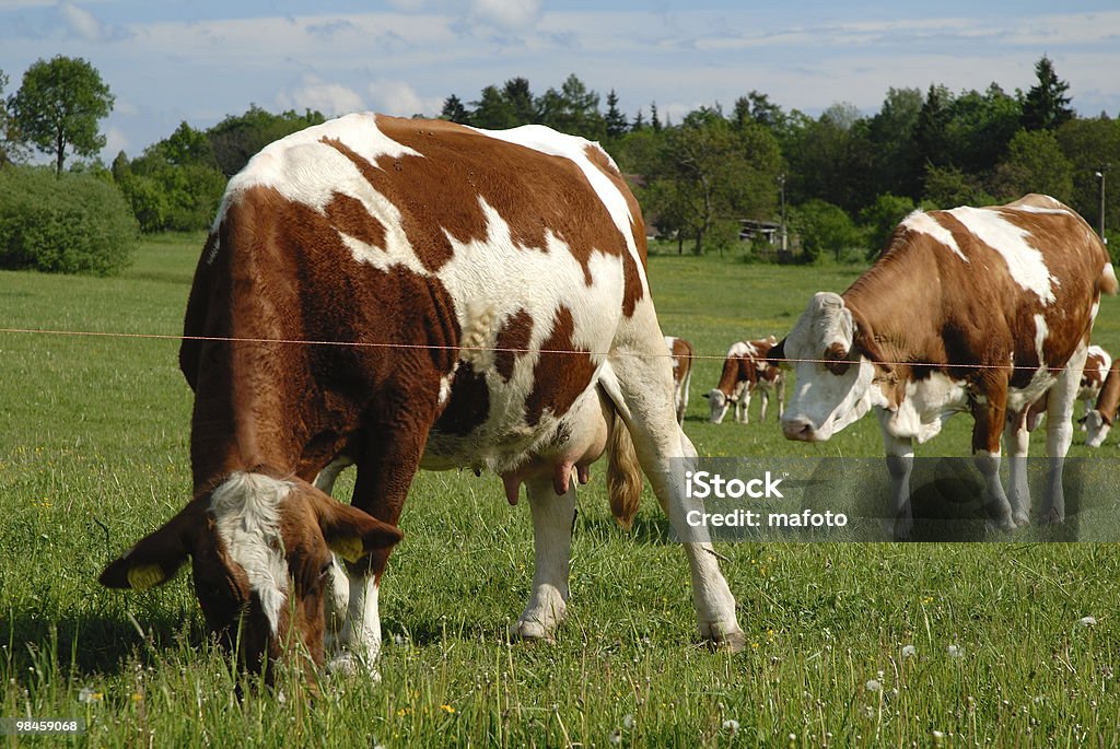Typical czech pasture with cow  Agricultural Field Stock Photo