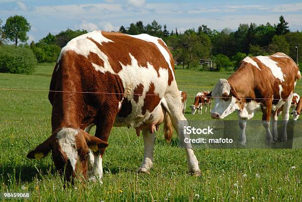 Typical Czech Pasture With Cow Stock Photo - Download Image Now - Agricultural Field, Animal Family, Brown