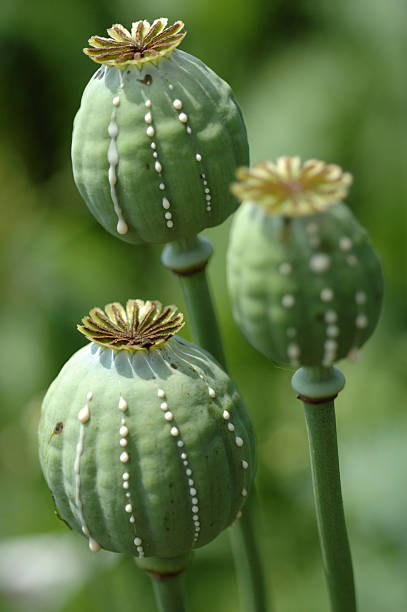 Close up of green flower bud heads with green background Crying poppy head, opium pland opium poppy stock pictures, royalty-free photos & images