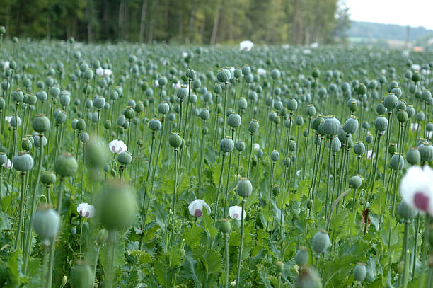 istock Czech poppy field, out off focus 98459335