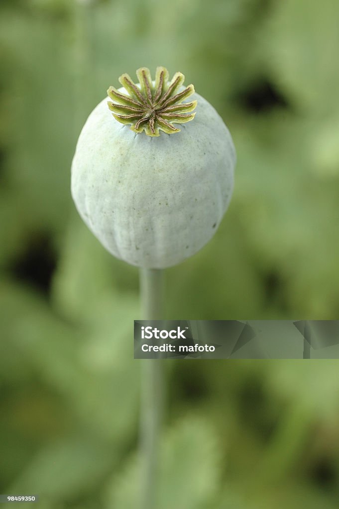 Mohn-Kopf Nahaufnahme - Lizenzfrei Baumblüte Stock-Foto