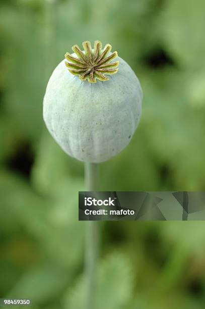 Foto de Closeup Da Cabeça De Papoula e mais fotos de stock de Agricultura - Agricultura, Campo, Cena Não-urbana