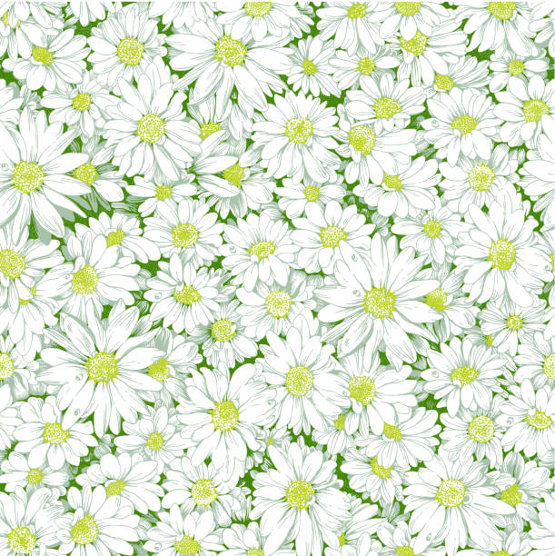 Chamomile seamless pattern. http://www.istockphoto.com/file_thumbview_approve/12847361/1/istockphoto_12847361-.jpg marguerite daisy stock illustrations
