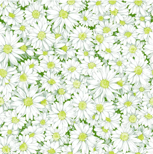 Vector illustration of Chamomile seamless pattern.