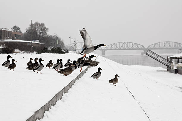 Flying duck stock photo