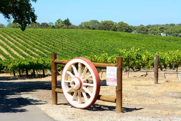 Rows of grape vines with wagen wheel gate, in Australia's major wine growing regiion, Barossa Valley South Australia.