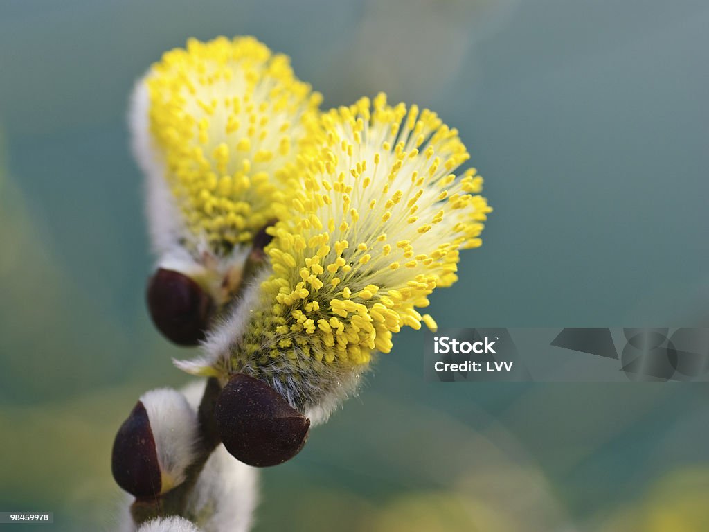 Flores de Salgueiro de Amentilhos Sedosos catkin, close-up - Foto de stock de Abril royalty-free