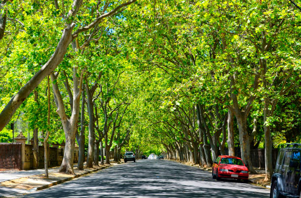 istock Beautiful tree canopy along scenic Victoria Avenue, Unley Park 984602330