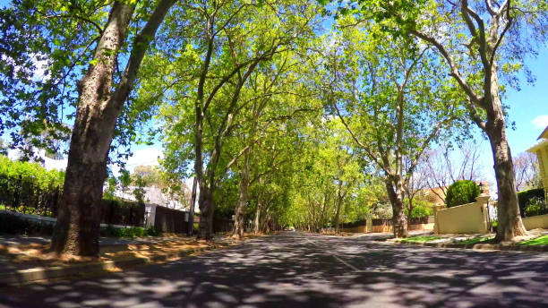 Vehicle POV, driving under beautiful tree canopy along scenic Victoria Avenue, Unley Park.