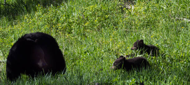 istock Two Black Bear Cubs and a Sow Shown in a Lush Green Meadow 984607042