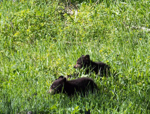 istock Two Small Black Bear Cubs Shown in Profile Walking in a Lush Green Meadow 984607056