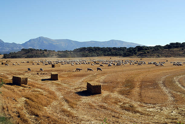 Near Huesca - Aragon (Spain) - Pastures and fields with bales at summer