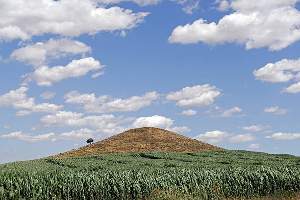 istock Little hill with lonely tree in Aragon (Spain) at summer 98460732