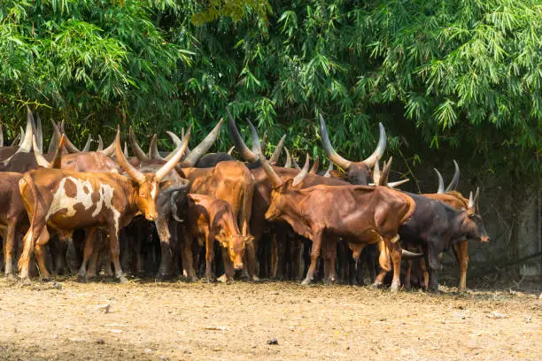 herd of Ankole-watusi cows with large horns