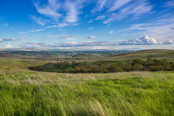 istock Wildflowers and Hills 984614386