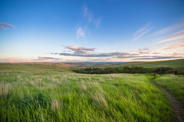 Springtime, Washington State, Columbia - Oregon, Dusk, Field