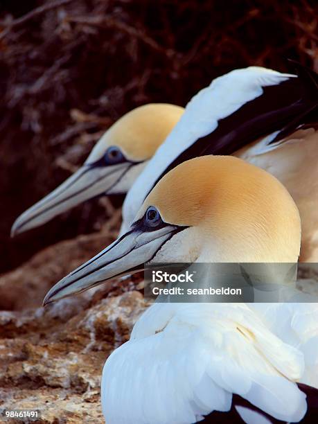 Foto de Aninhamento De Gansospatola e mais fotos de stock de Amarelo - Amarelo, Asa animal, Atobá-australiano