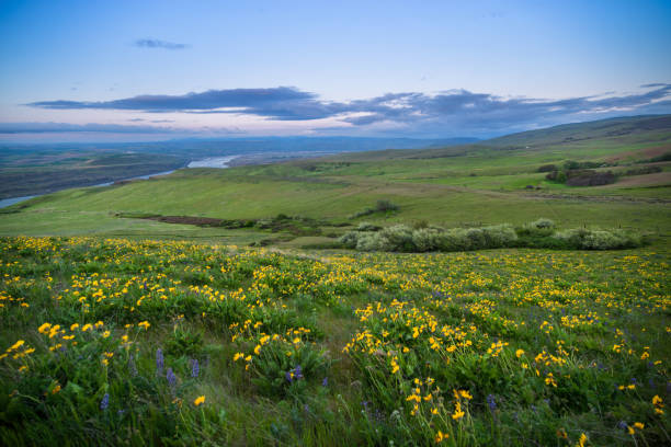 istock Arrowleaf Balsamroot at Columbia Hills State Park 984615112