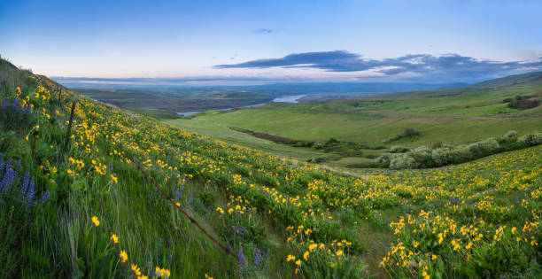 istock Arrowleaf Balsamroot at Columbia Hills State Park 984615120