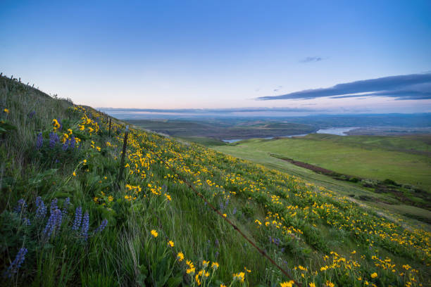 istock Arrowleaf Balsamroot at Columbia Hills State Park 984615170