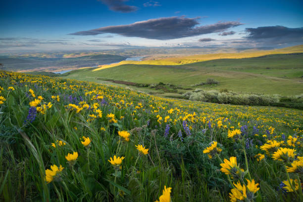 istock Columbia hills state park, Washington 984615180