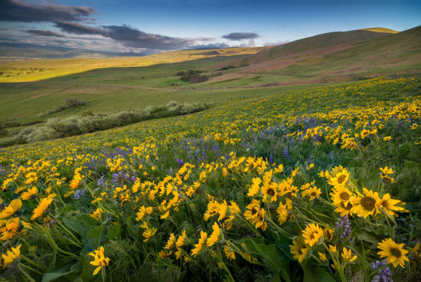 istock Arrowleaf Balsamroot at Columbia Hills State Park 984615220