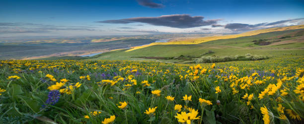 istock Arrowleaf Balsamroot at Columbia Hills State Park 984615230