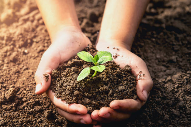 istock hand holding small tree for planting. concept green world 984615764