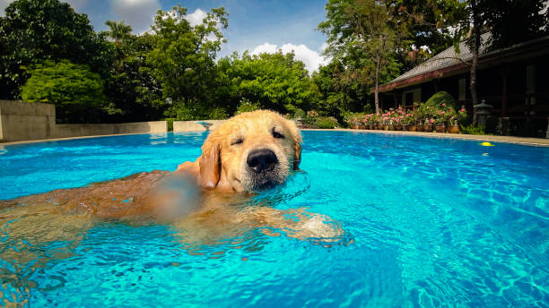 istock Golden Retriever Puppy Exercises in Swimming Pool (Underwater View) 984620430