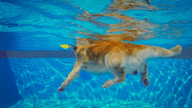 istock Golden Retriever Puppy Exercises in Swimming Pool (Underwater View) 984620794
