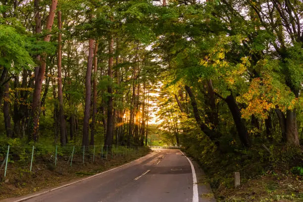 Photo of Forest road trees along at the country side