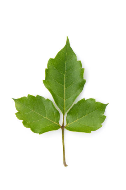 istock Image of green leaf on white background. Nature. 984622150