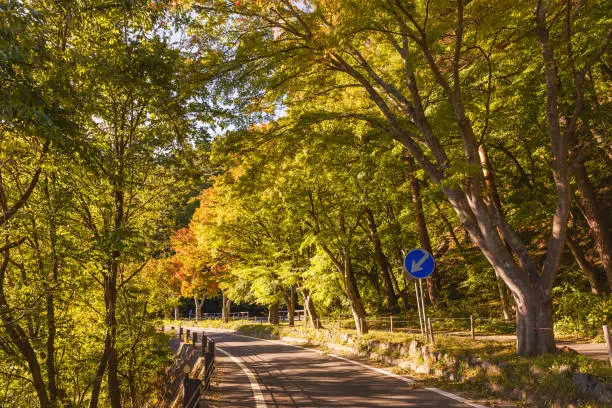 Photo of Forest road trees along at the country side