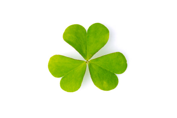 istock Image of green leaf on white background. Nature. 984622232