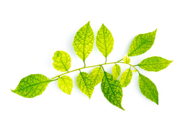istock Image of green leaf on white background. Nature. 984622242