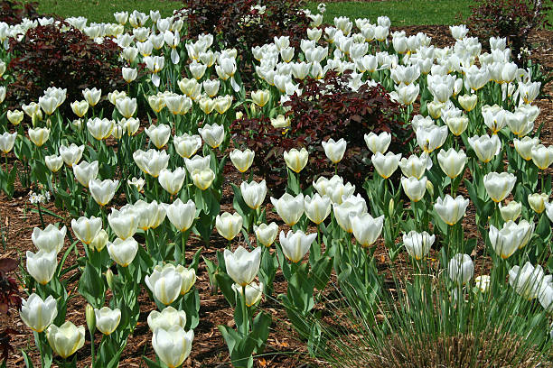 White Tulip Bed with Rose Bushes stock photo