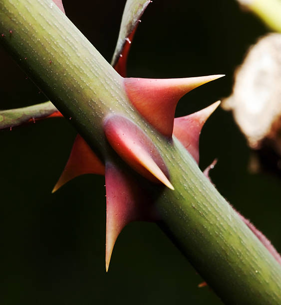 istock Macro close up of pink thorns on a rose stem 98462480