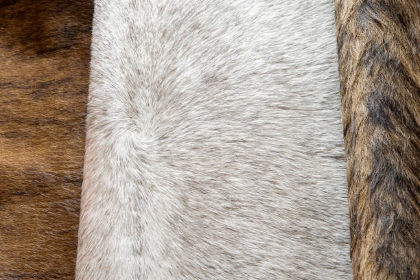 istock good quality fur leather in various colors 984625932