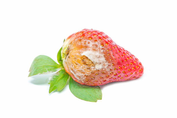 istock strawberry with mold fungus, no longer suitable for consumption 984625946