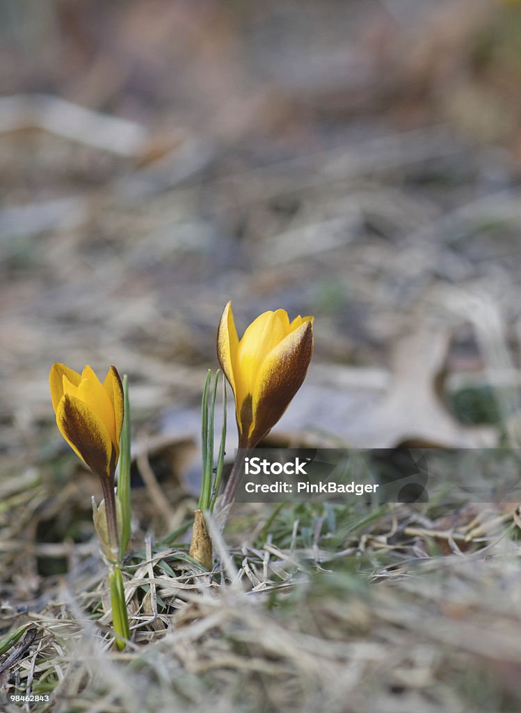 Żółty crocus - Zbiór zdjęć royalty-free (Bez ludzi)