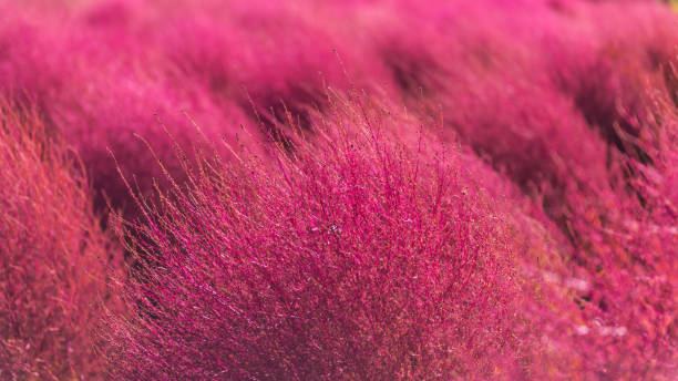istock Close up colorful Kochia Scoparia 984628596