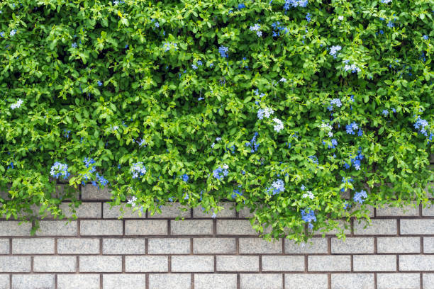 istock Decorative green garden on a brick wall 984628736