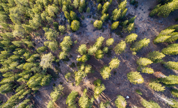 istock Aerial drone view above Sierra Nevada Mountain Forest Woodlands 984629466