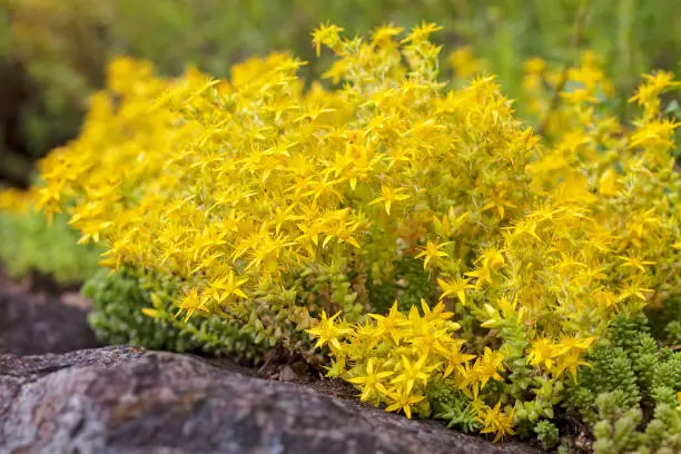 yellow stonecrop on the stone in nature, note shallow depth of field