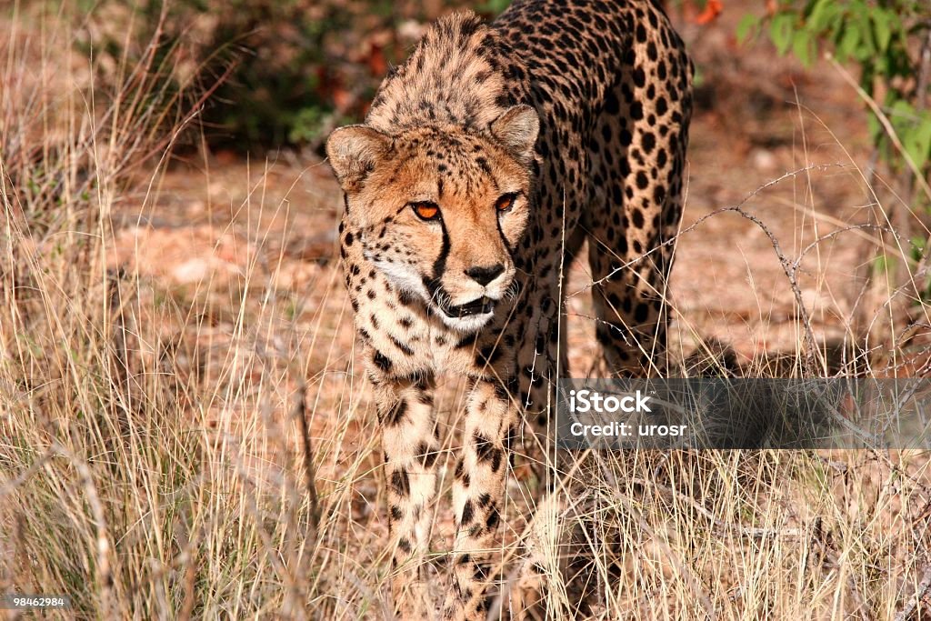 Cheetah  Africa Stock Photo