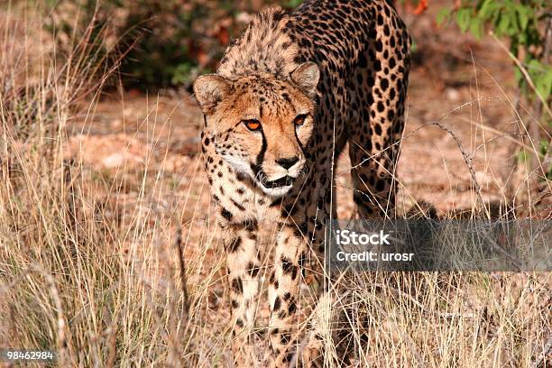 Cheetah Stock Photo - Download Image Now - Africa, African Cheetah, Animal