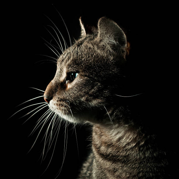 Portrait of Tabby Cat stock photo