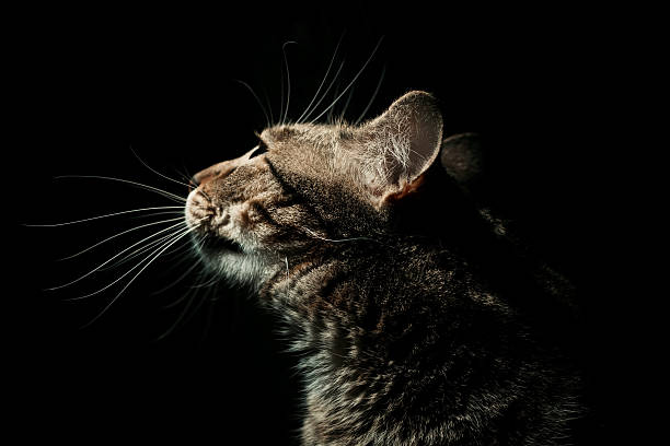 istock Side profile portrait of cat 98463016